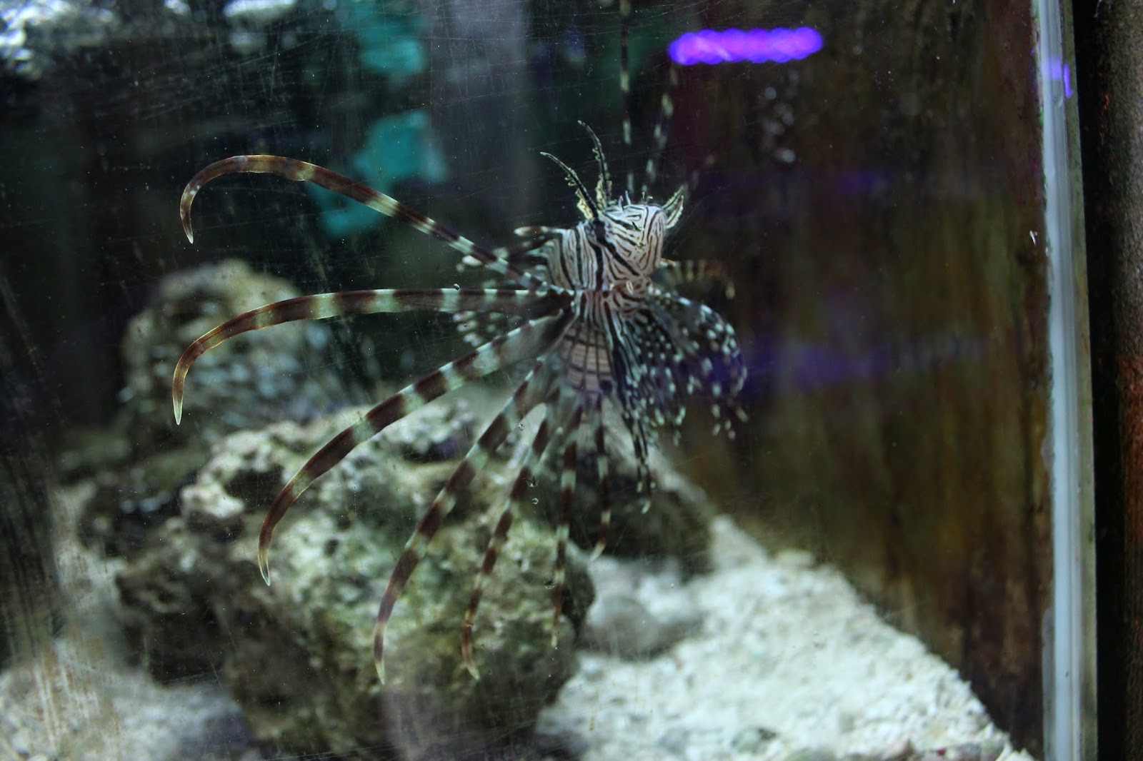 Fisheries thesis pdf image