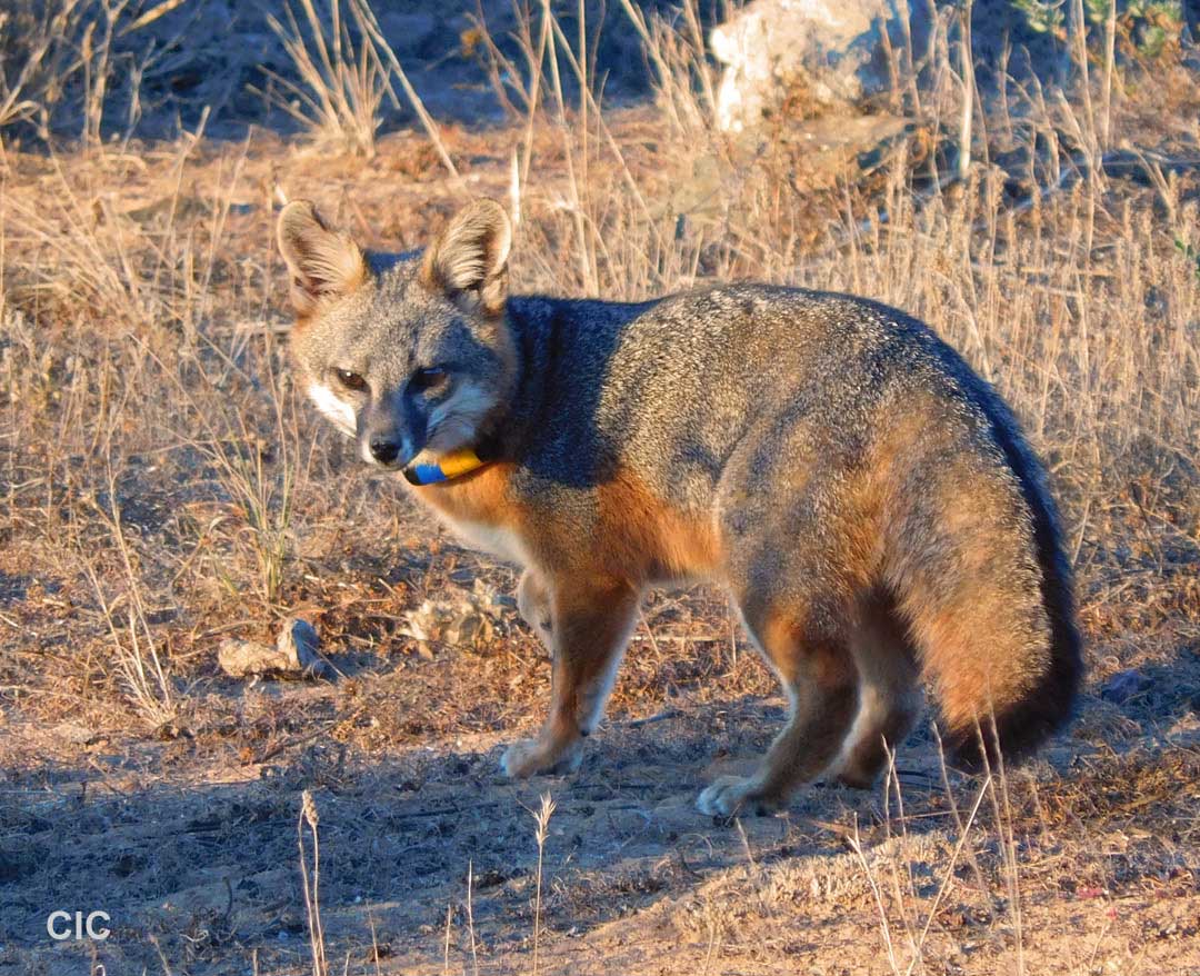 Friends of the Island Fox Health Checks for Catalina Island Foxes