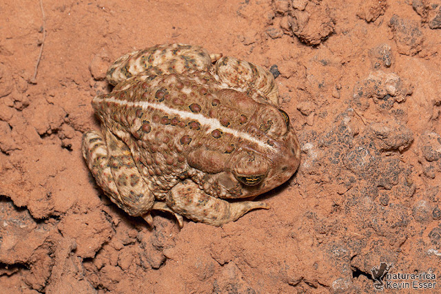 Anaxyrus woodhousii - Woodhouse's Toad