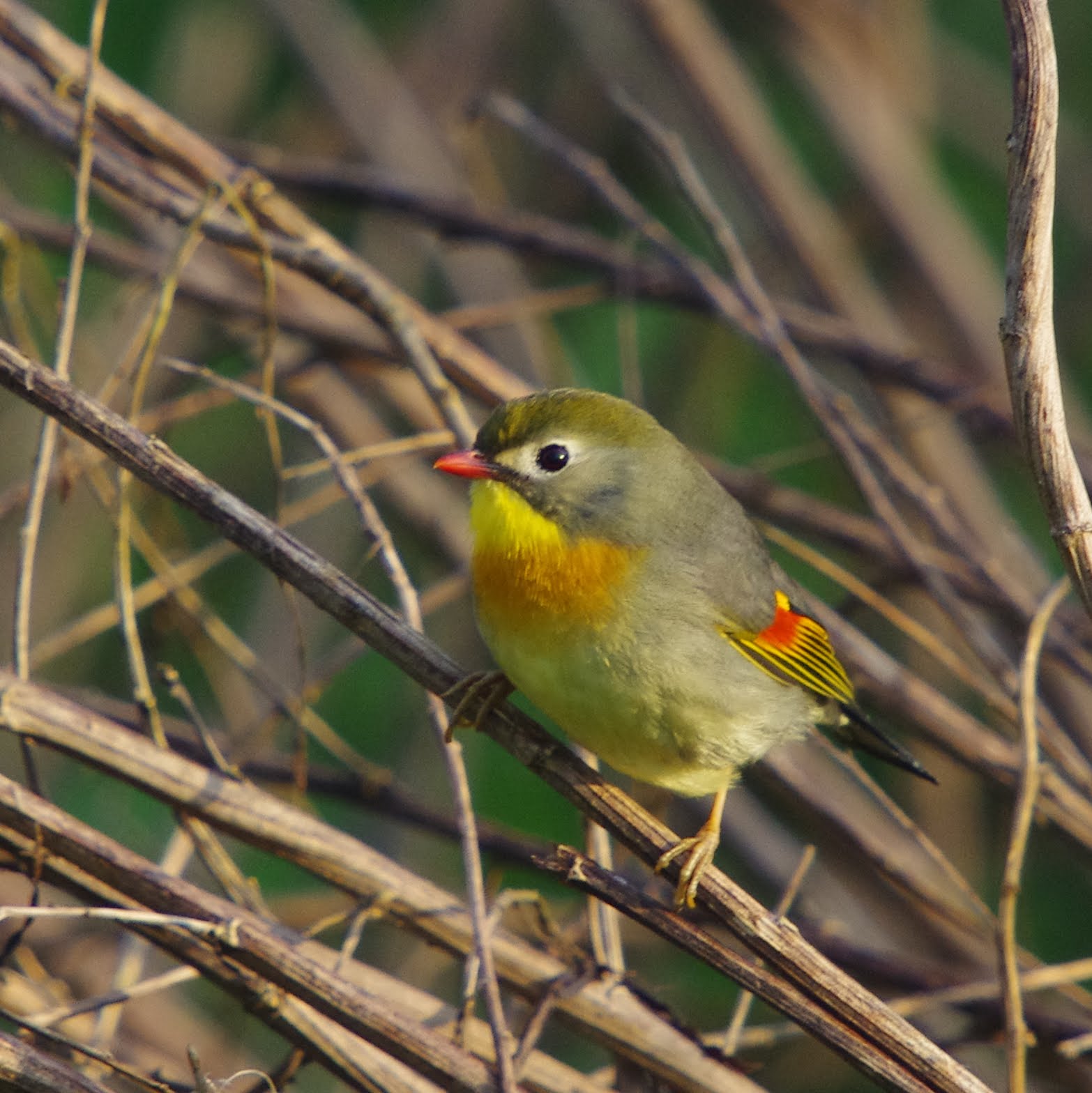 Crançot Nature Le Rossignol du Japon ou Léiothrix jaune une nouvelle espèce qui s'installe en