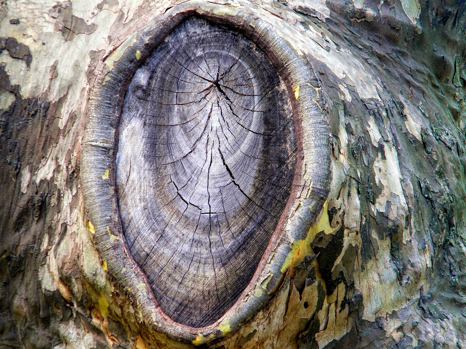 clipart tree bark - photo #8
