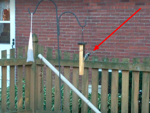 Our Tail Prop Suet Feeder Works!