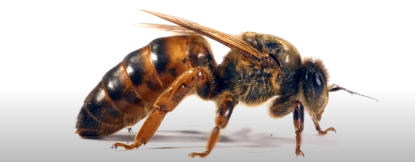 Why are queen bees so important?