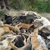 Matança de cães volta a acontecer no Vale do Piancó e revolta população