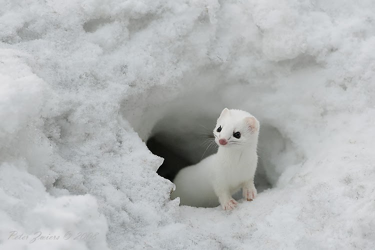 Pictures of Truly Adorable Animals in Snow