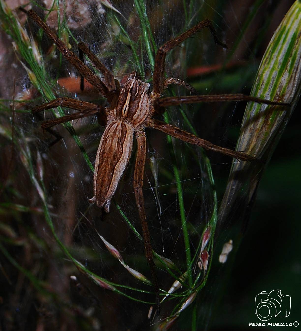 Las excursiones de Murillo "murillonature" Araña Nursery (Pisaura