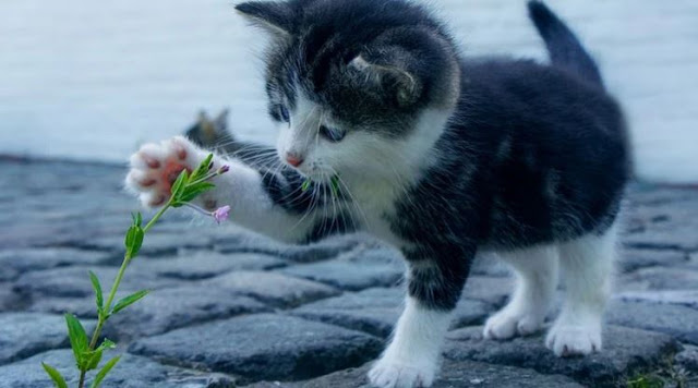 Reasons to Purchase Pet Health Insurance for Your Cat