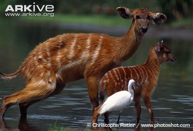 Tragelaphus spekii