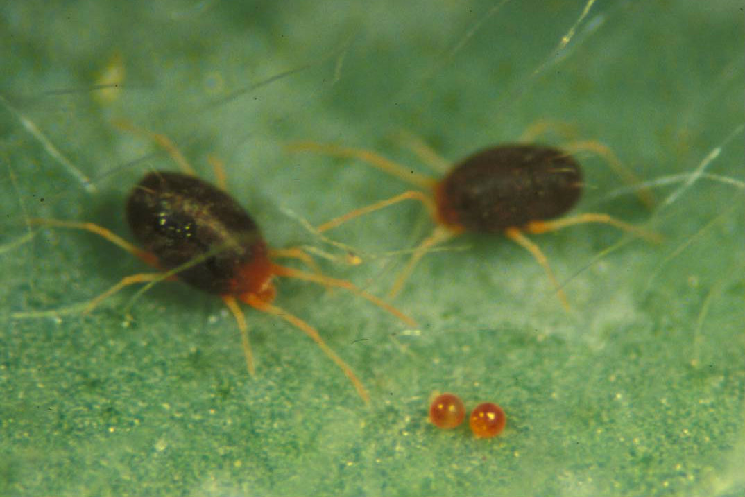 How To Control Mites In Your Lawn Best Manual Lawn Aerator