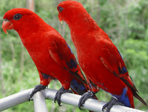 lovebird merah