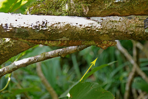 Gecko arboricole