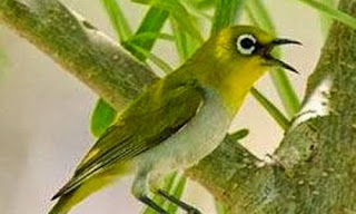 Tips Cara Telaten Dan Sabar Merawat Burung Kacamata Bagi Pemula Agar Cepat Gacor Dan Buka Paruh