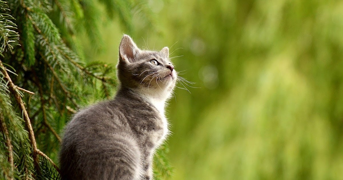 Arti Mimpi Melihat Kucing Menurut Islam - Ikutrame.com