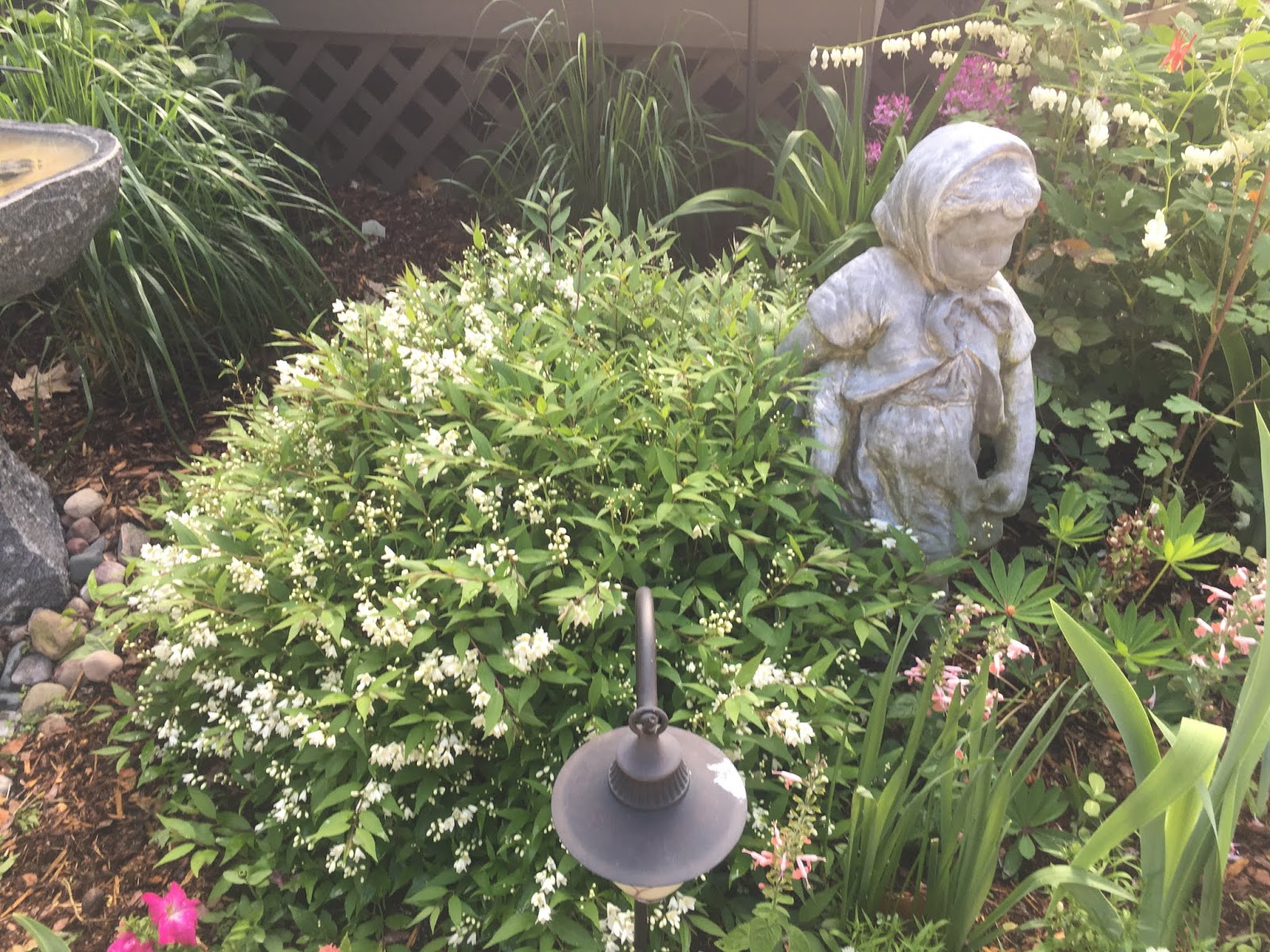 From The Garden Of Zen Maruba Utsugi Deutzia Scabra Flowers