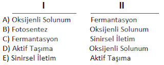 Enzimler atp metabolizma yaprak testi