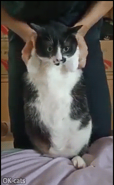 Funny Cat GIF • Fat cat Getting out of the quarantine with a soft belly. Well, now he needs to diet. Funny Cat GIF • Fat cat Getting out of the quarantine with a soft belly. Well, now he needs to diet.