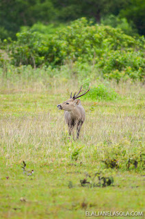 Coron | Calauit Safari Park & Pamalican Island (Natural Arts Travel and Tour) Palawan