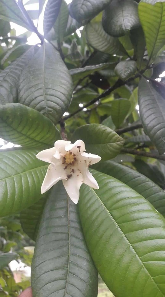 ගලිස් [Galis] (Gardenia crameri) අපේ ඔසුපැළ Medicinal Plants of Sri Lanka