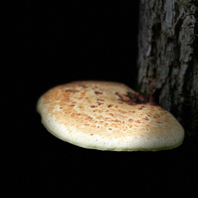 Mushroom learning center in Satara | Mushroom farming | Biobritte mushrooms 