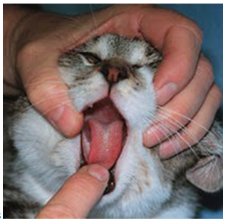 Как открыть рот кошке. Как дать таблетку кошке. Заболевания полости рта у кошек.