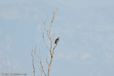 Àguila pescadora