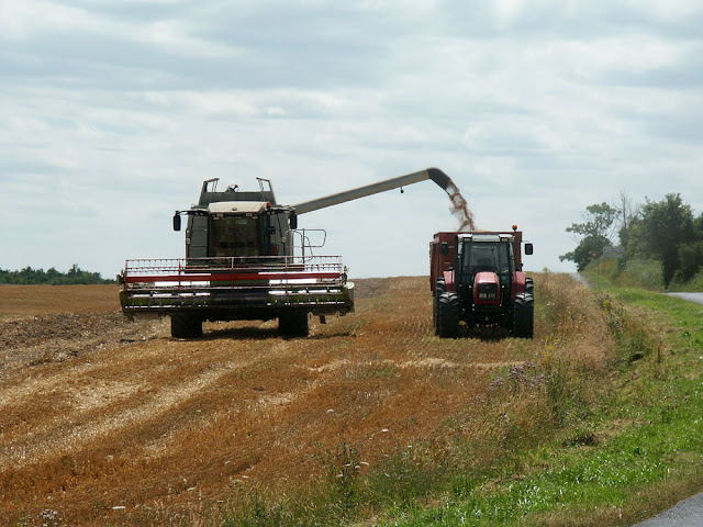 Harvesting wheat, Indre et Loire, France. Photo by Loire Valley Time Travel.