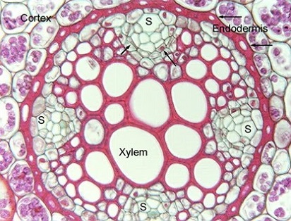 Paling Keren 11 Gambar Xilem Floem Sugriwa Gambar