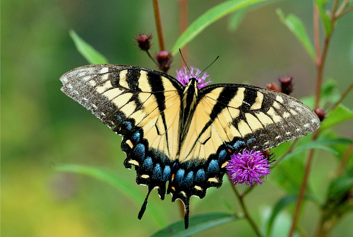 Swallow Tail Butterfly 96