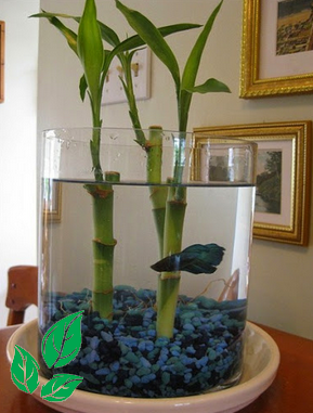 Model Akuarium