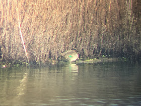 Green-winged Teal - Neumann's Flash, Cheshire