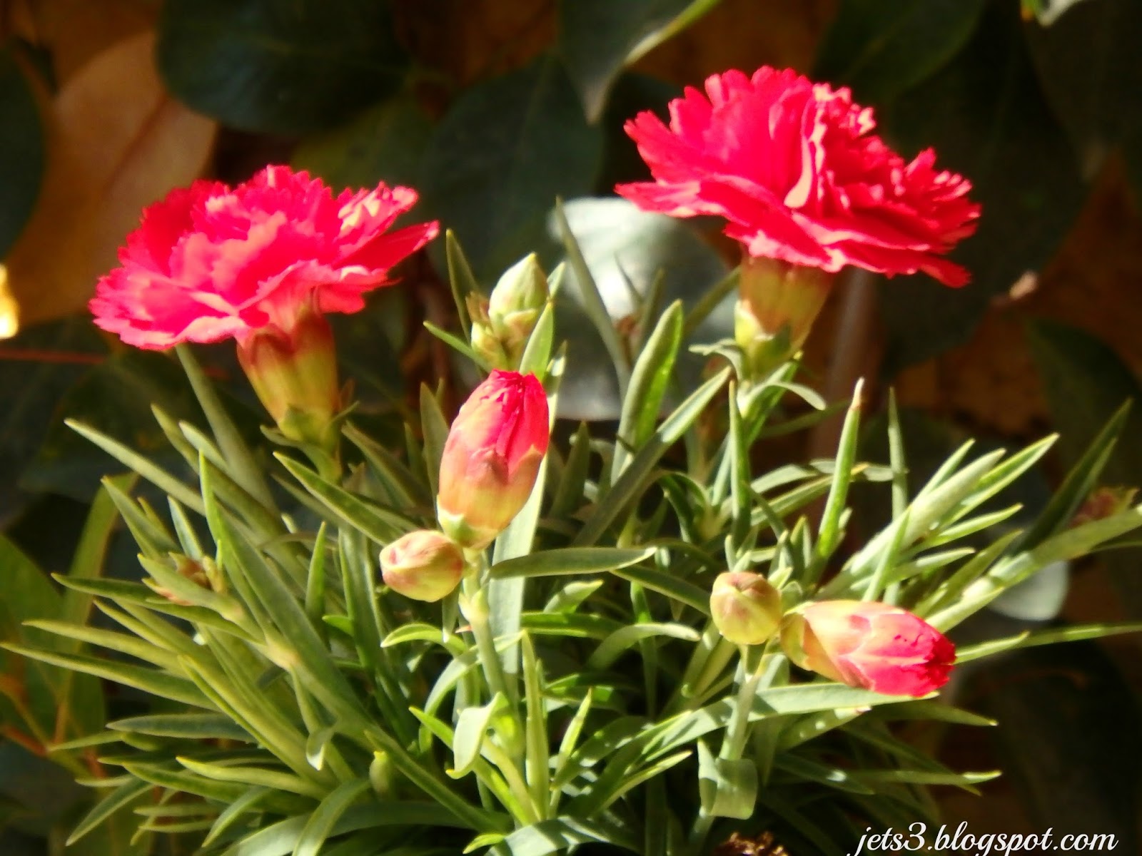 Dianthus caryophyllus (Clavel)
