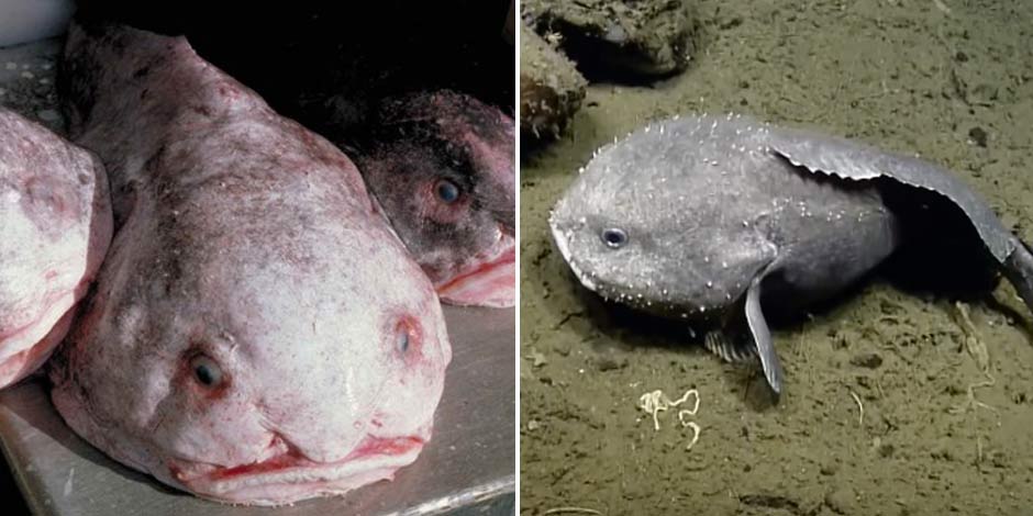 blobfish alive blobfish alive