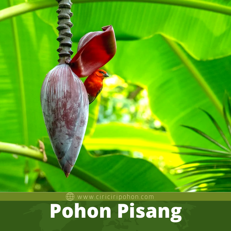 Pohon Pisang