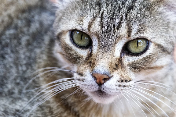 Pendarahan Pada Hidung Kucing Penyebab Dan Cara Perawatan