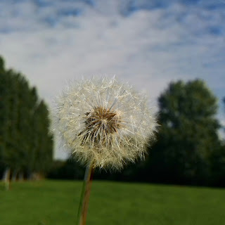 A Dandelion Clock has no control over where it's seeds blow