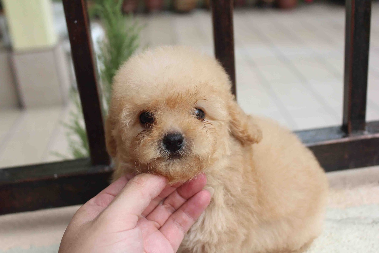 LovelyPuppy Apricot Toy Poodle PuppyRM599 ONLY!!!