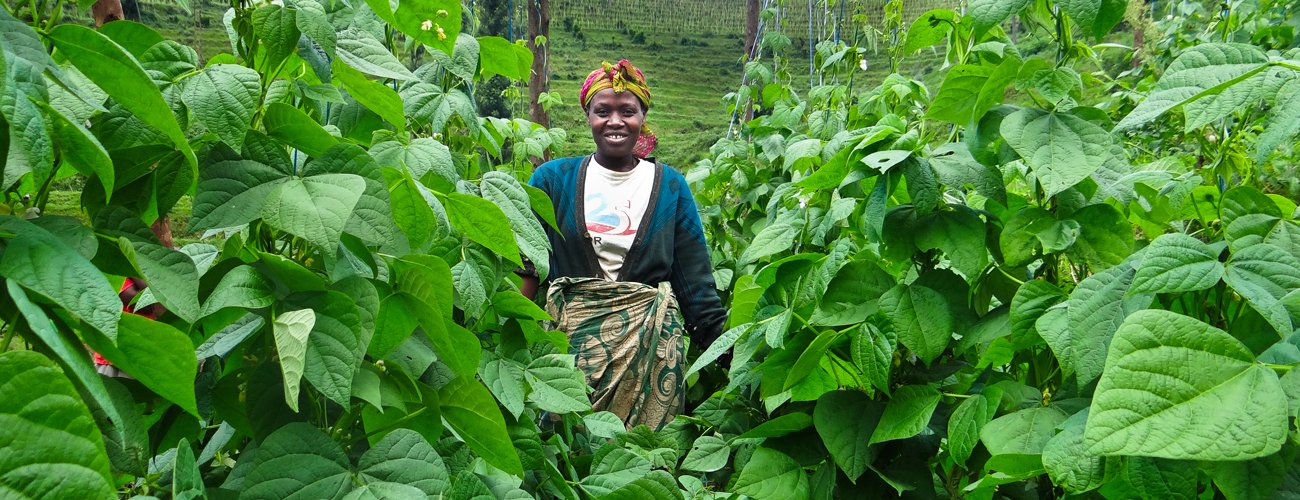 This Is Harvestplus A Global Leader Inward Biofortified Nutrient