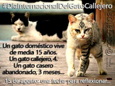 Día Internacional Mundial Gato Callejero congatos congatosloloco 15 agosto