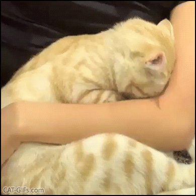 Cute Cat GIF • Affectionate ginger cat wants to snuggle with his human. Sweet angel ♥ Cute Cat GIF • Affectionate ginger cat wants to snuggle with his human. Sweet angel ♥
