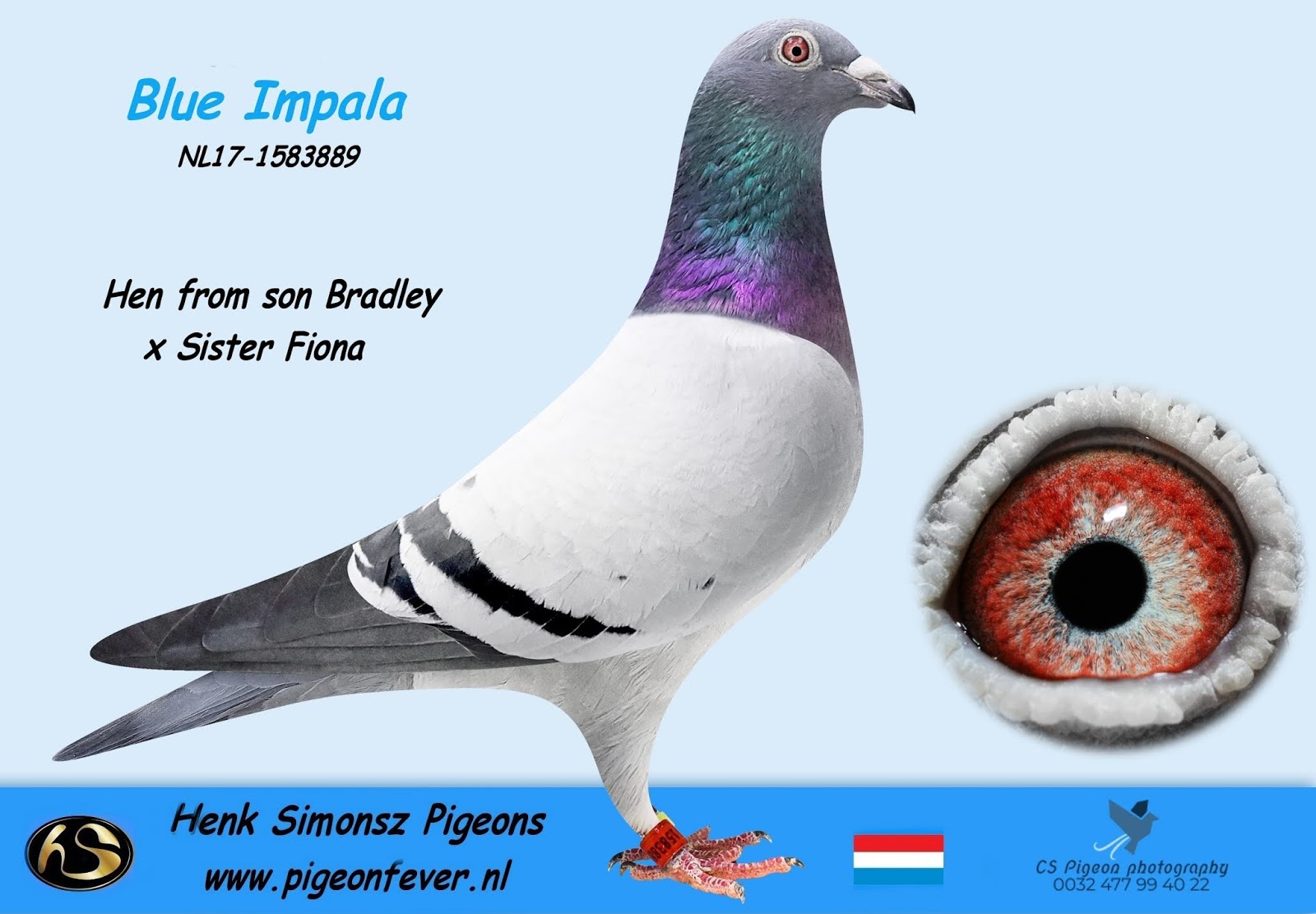 Pigeon Fever Breeders