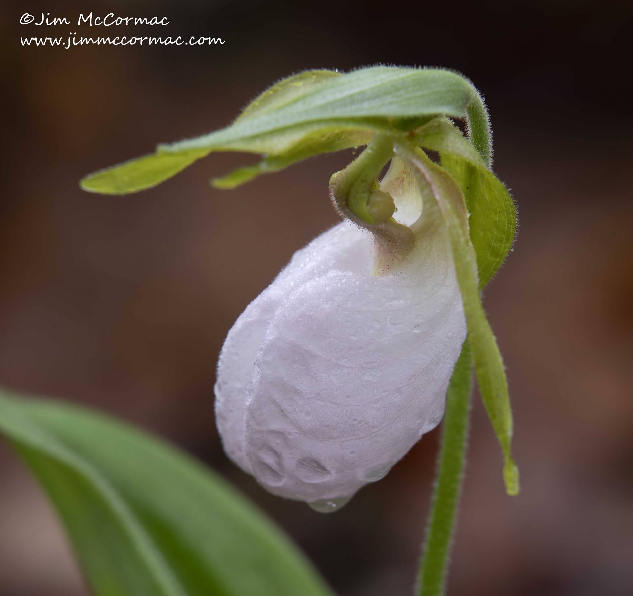 Lady Slipper Orchids & More | Special Vegetation