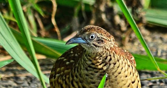 Barred buttonquail | Birds of India | Bird World