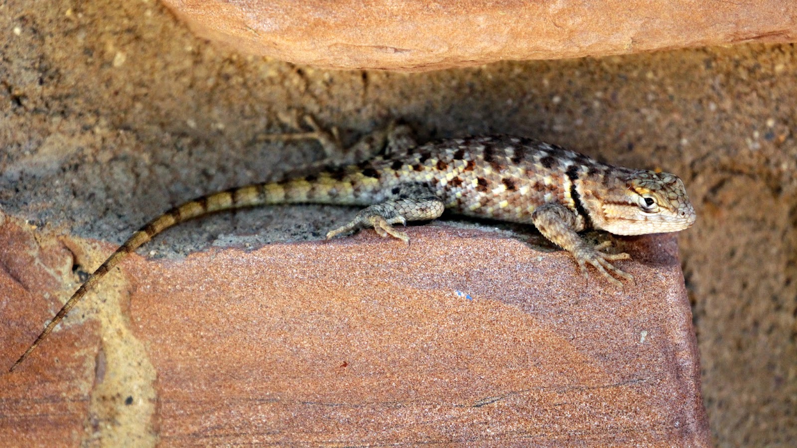 The Wild American West Desert Spiny Lizard