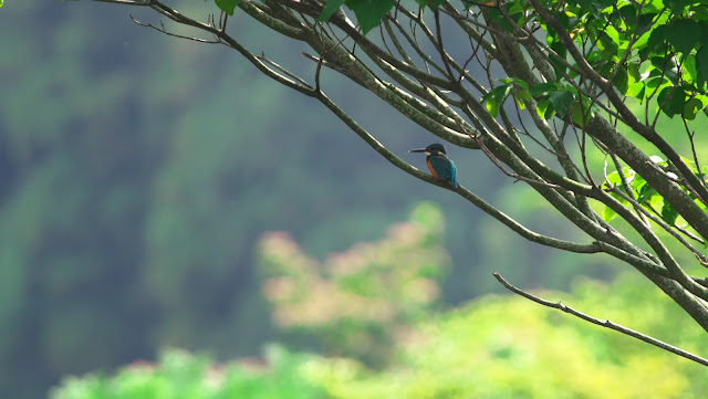 研究により、哺乳類が地球を支配し始めた瞬間が明らかになった