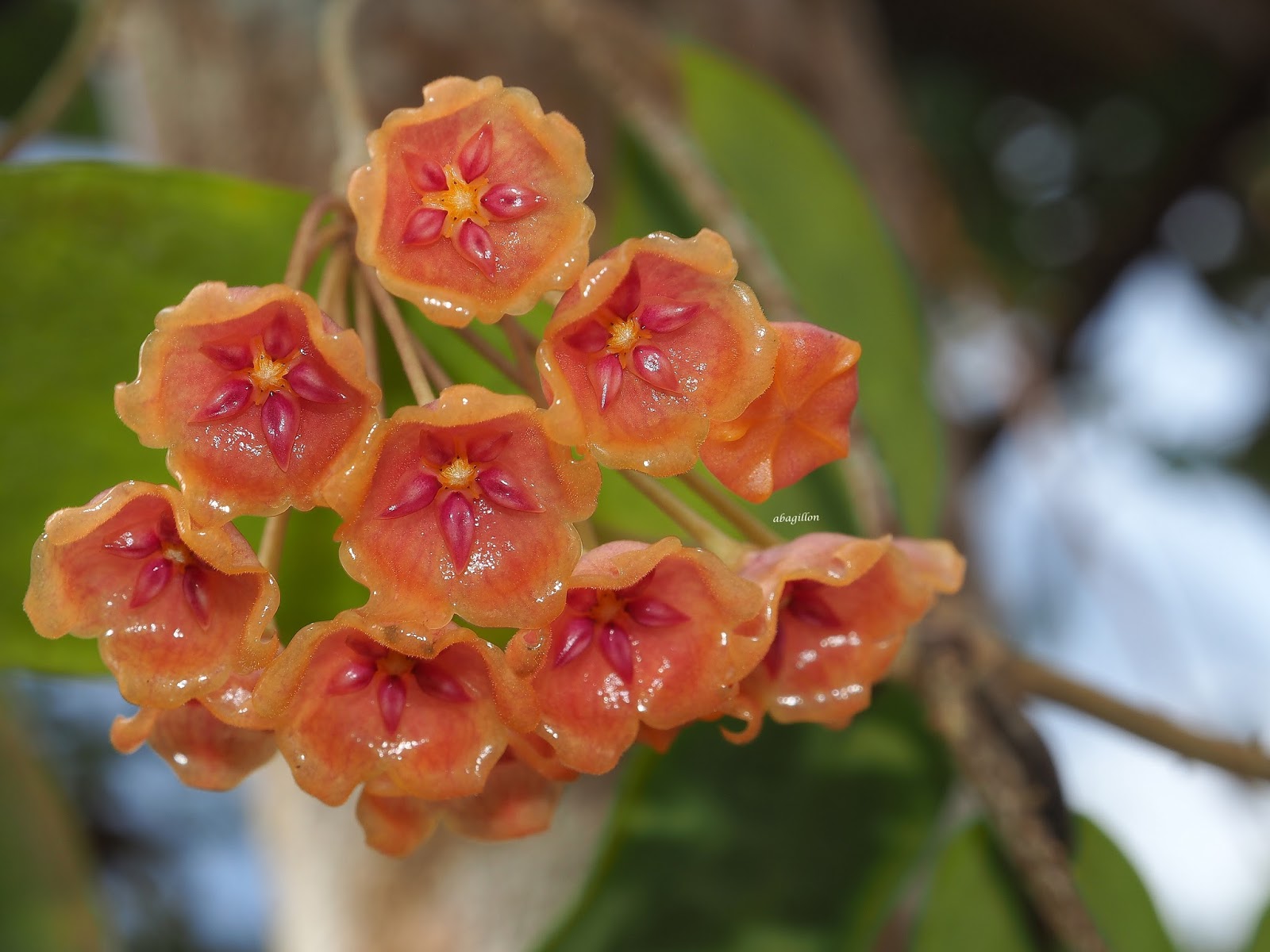 Хойя аргентина принцесса