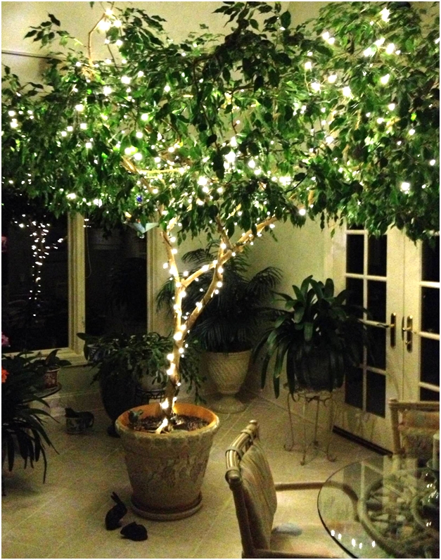buddy's blog Ficus tree. Keeping the holiday lights on to brighten up