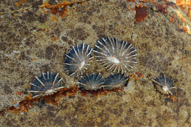 Siphonaria concinna Siphonaria concinna