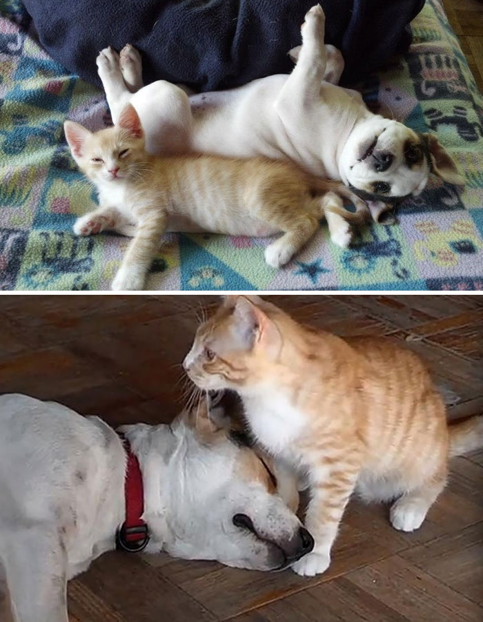 50 Heart-Warming Photos of Animals Growing Up Together - Pitties And Kitty Growing Up Together