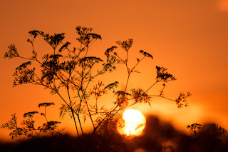 Naturfotografie Gegenlichtaufnahme Sonnenuntergang Lippeaue