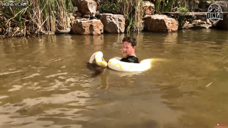 물 만난 비단뱀